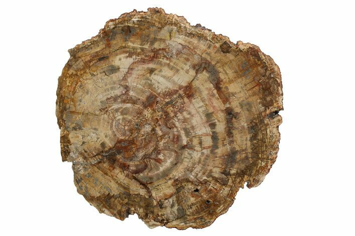 Colorful, Petrified Wood (Araucaria) Round - Madagascar #280217